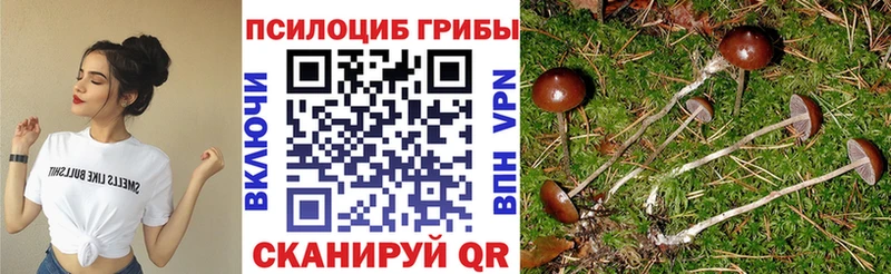 Купить  Октябрьский  Галлюциногенные грибы Psilocybine cubensis 